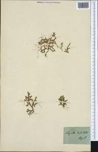 Selaginella denticulata (L.) Spring, Западная Европа (EUR) (Италия)
