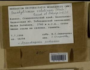 Brachytheciastrum velutinum (Hedw.) Ignatov & Huttunen, Гербарий мохообразных, Мхи - Северный Кавказ и Предкавказье (B12) (Россия)