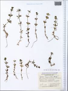 Подмаренник трехрогий Dandy, Крым (KRYM) (Россия)