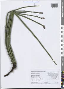 Хвощ зимующий L., Восточная Европа, Центральный район (E4) (Россия)