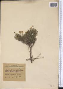 Magnoliopsida, Америка (AMER) (Мексика)