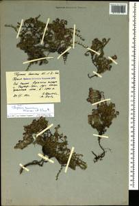 Тимьян крымский, Чабрец крымский Klokov & Des.-Shost., Крым (KRYM) (Россия)