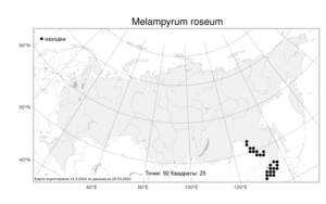 Melampyrum roseum, Марьянник розовый Maxim., Атлас флоры России (FLORUS) (Россия)