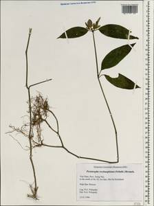 Dicliptera sivarajanii Karthik. & Moorthy, Зарубежная Азия (ASIA) (Вьетнам)