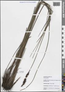 Anarthria gracilis R.Br., Австралия и Океания (AUSTR) (Австралия)