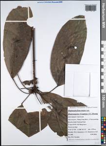 Daphniphyllum majus Müll.-Arg., Зарубежная Азия (ASIA) (Вьетнам)