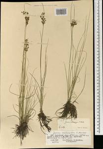 Ситник орхонский Novikov, Монголия (MONG) (Монголия)