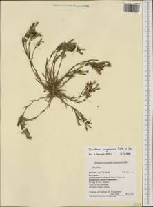 Dianthus corymbosus Sm., Западная Европа (EUR) (Болгария)