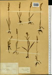 Spiranthes australis (R.Br.) Lindl., Сибирь, Алтай и Саяны (S2) (Россия)