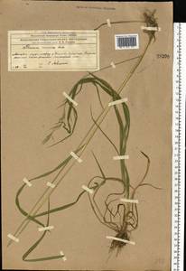 Костер Бенекена (Lange) Trimen, Восточная Европа, Московская область и Москва (E4a) (Россия)