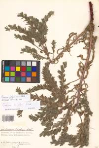 Оносма многоцветная Klokov, Восточная Европа, Нижневолжский район (E9) (Россия)