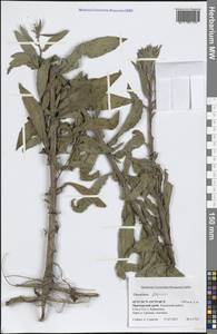 Oenothera villosa subsp. villosa, Сибирь, Дальний Восток (S6) (Россия)