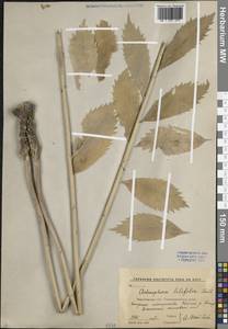 Бубенчик лилиелистный (L.) A.DC., Восточная Европа, Центральный лесостепной район (E6) (Россия)