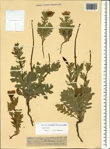 Мачок рогатый (L.) Rudolph, Кавказ, Дагестан (K2) (Россия)