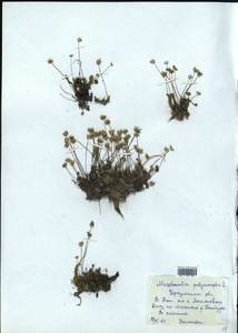 Marchantia polymorpha L., Гербарий мохообразных, Мхи - Прибайкалье и Забайкалье (B18) (Россия)