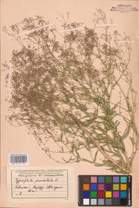 Качим метельчатый L., Восточная Европа, Средневолжский район (E8) (Россия)