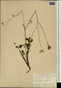 Opopanax siifolius (Boiss. & Heldr.) Menemen, Зарубежная Азия (ASIA) (Турция)
