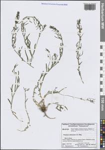 Ленец преломленный C.A.Mey., Сибирь, Центральная Сибирь (S3) (Россия)