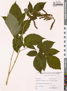 Волжанка двудомная (Walter) Fernald, Сибирь, Чукотка и Камчатка (S7) (Россия)