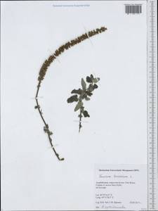 Дубровник гирканский L., Кавказ, Азербайджан (K6) (Азербайджан)