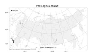 Vitex agnus-castus, Прутняк обыкновенный L., Атлас флоры России (FLORUS) (Россия)
