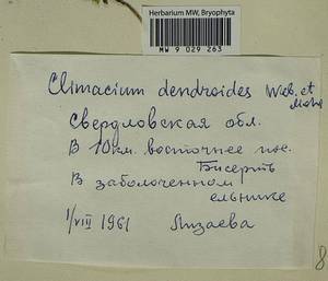 Climacium dendroides (Hedw.) F. Weber & D. Mohr, Гербарий мохообразных, Мхи - Пермский край, Удмуртия, Свердловская и Кировская области (B8) (Россия)