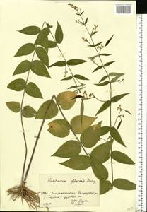 Ластовень ласточкин Medik., Восточная Европа, Западно-Украинский район (E13) (Украина)