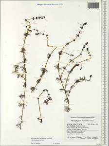 Myriophyllum triphyllum A.E. Orchard, Австралия и Океания (AUSTR) (Новая Зеландия)