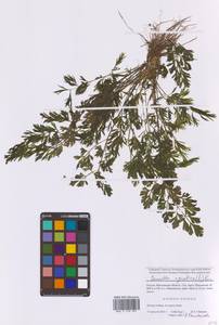 Омежник водный, Омежник водяной (L.) Poir., Восточная Европа, Московская область и Москва (E4a) (Россия)