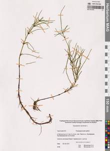 Хвощ полевой L., Сибирь, Чукотка и Камчатка (S7) (Россия)