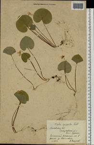 Фиалка лысая Ledeb., Восточная Европа, Московская область и Москва (E4a) (Россия)