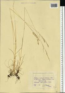 Овсяница красная L., Восточная Европа, Северо-Украинский район (E11) (Украина)