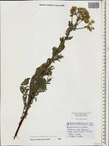 Tanacetum corymbosum subsp. corymbosum, Кавказ, Черноморское побережье (от Новороссийска до Адлера) (K3) (Россия)