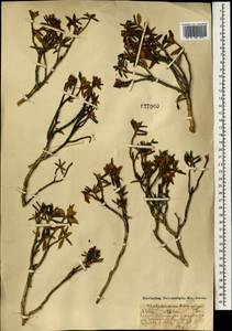 Рододендрон Адамса Rehder, Монголия (MONG) (Монголия)