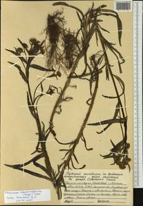 Achillea ptarmica subsp. macrocephala (Rupr.) Heimerl, Сибирь, Чукотка и Камчатка (S7) (Россия)