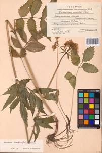 Valeriana excelsa subsp. sambucifolia (J. C. Mikan ex Pohl) Holub, Восточная Европа, Западно-Украинский район (E13) (Украина)