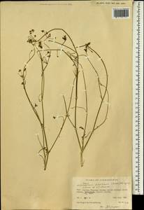 Pseudotrachydium dichotomum (Korovin) Pimenov & Kljuykov, Зарубежная Азия (ASIA) (Афганистан)