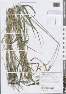 Пырейник собачий (L.) L., Сибирь, Прибайкалье и Забайкалье (S4) (Россия)