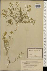 Плоскоплодник льнолистный (Stephan ex Willd.) DC., Кавказ, Грузия (K4) (Грузия)