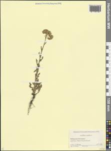 Тысячелистник благородный L., Кавказ, Ставропольский край, Карачаево-Черкесия, Кабардино-Балкария (K1b) (Россия)