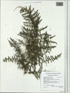 Asparagus acutifolius L., Западная Европа (EUR) (Испания)