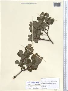 Salix onusta Bess., Восточная Европа, Северный район (E1) (Россия)
