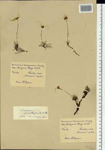 Geum selinifolium (Fisch. ex F. Schmidt) Hultén, Сибирь, Чукотка и Камчатка (S7) (Россия)
