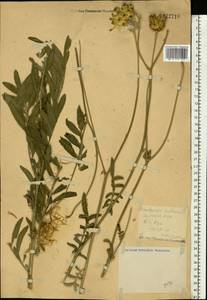 Rhaponticoides ruthenica (Lam.) M. V. Agab. & Greuter, Восточная Европа, Центральный лесостепной район (E6) (Россия)