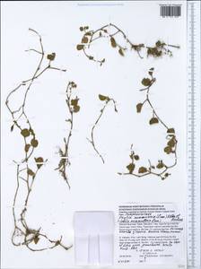 Lobelia nummularia Lam., Зарубежная Азия (ASIA) (Вьетнам)