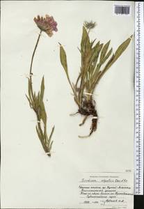 Lomelosia alpestris (Kar. & Kir.) Soják, Средняя Азия и Казахстан, Северный и Центральный Тянь-Шань (M4) (Казахстан)