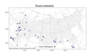 Eruca vesicaria, Индау пузырчатая, Руккола (L.) Cav., Атлас флоры России (FLORUS) (Россия)