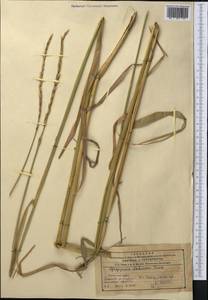 Campeiostachys dahurica (Turcz. ex Griseb.) B.R.Baum, J.L.Yang & C.Yen, Средняя Азия и Казахстан, Северный и Центральный Тянь-Шань (M4) (Казахстан)