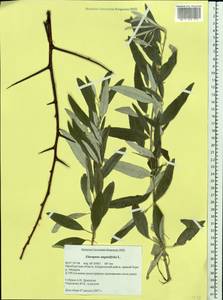 Лох узколистный, Лох обыкновенный L., Восточная Европа, Восточный район (E10) (Россия)