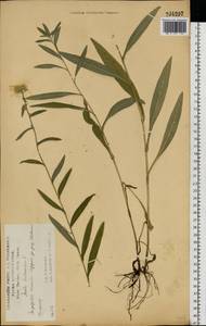 Pentanema britannicum (L.) D.Gut.Larr., Santos-Vicente, Anderb., E.Rico & M.M.Mart.Ort., Восточная Европа, Центральный лесостепной район (E6) (Россия)